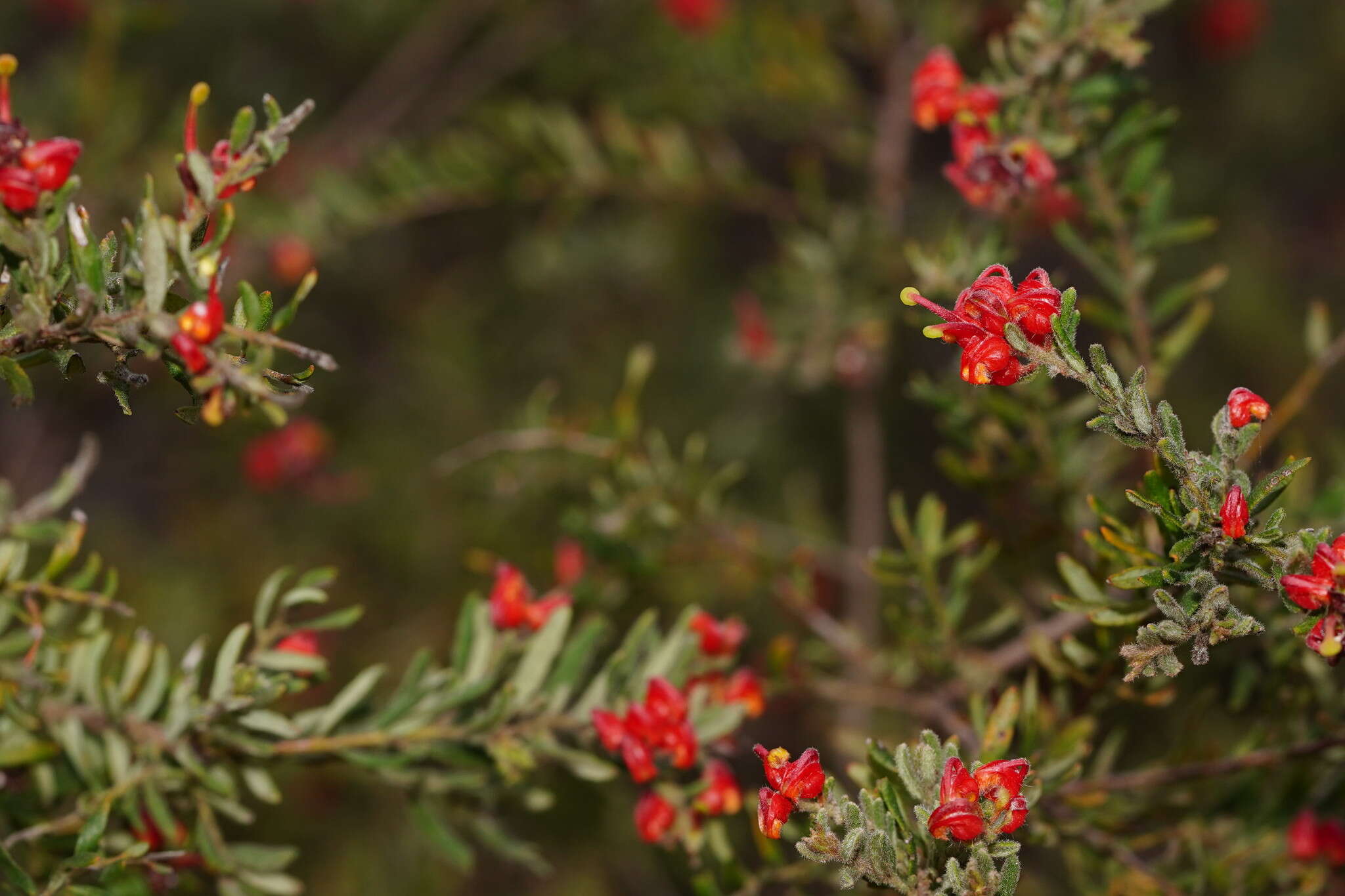 صورة Grevillea alpina Lindl.