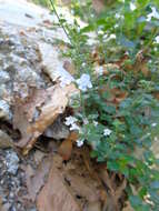 Image of lesser calamint