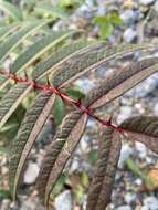 Image of Zanthoxylum ailanthoides var. ailanthoides