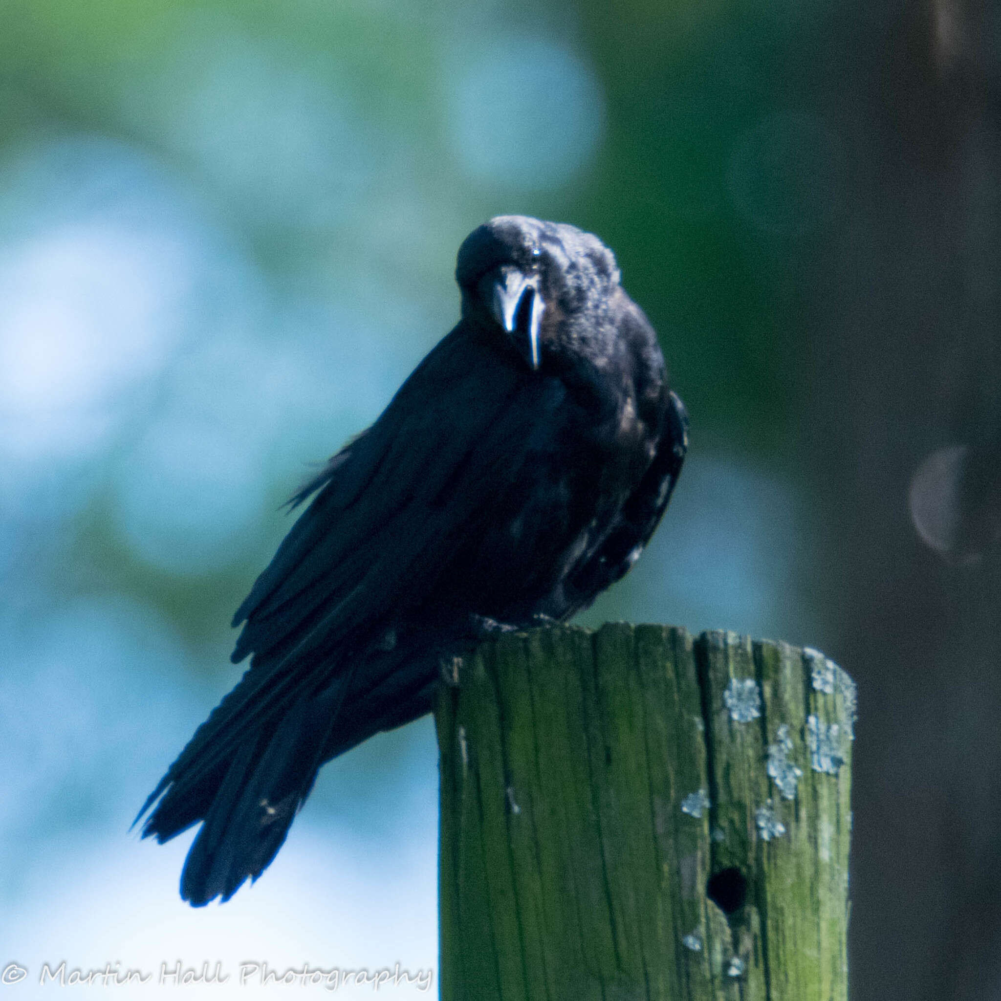 Image of Fish Crow