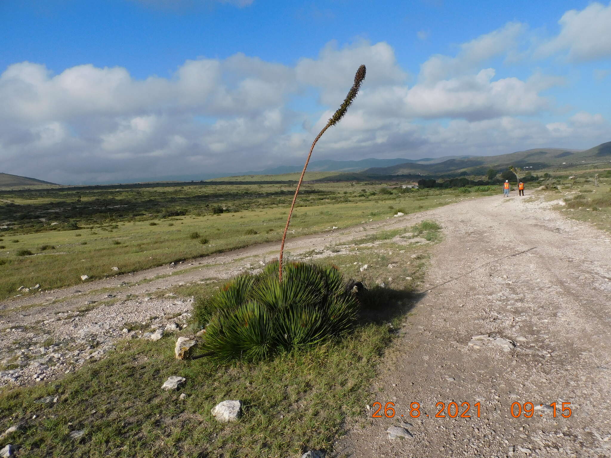 Agave striata subsp. striata resmi