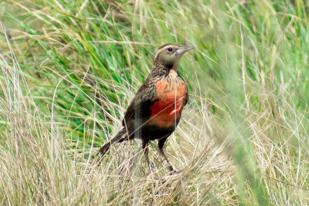 Image of Pampas Meadowlark