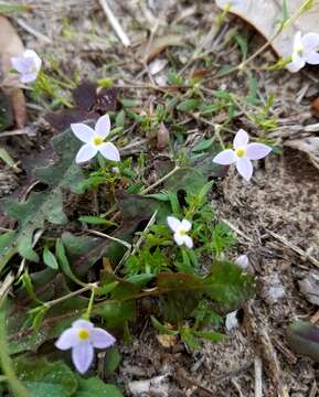 Image of rose bluet