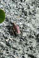 Image of Cicindela (Cicindela) scutellaris lecontei Haldeman 1853