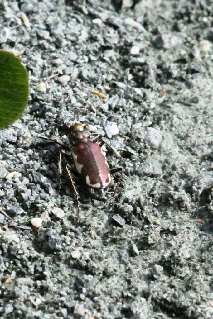 Image of Cicindela (Cicindela) scutellaris lecontei Haldeman 1853