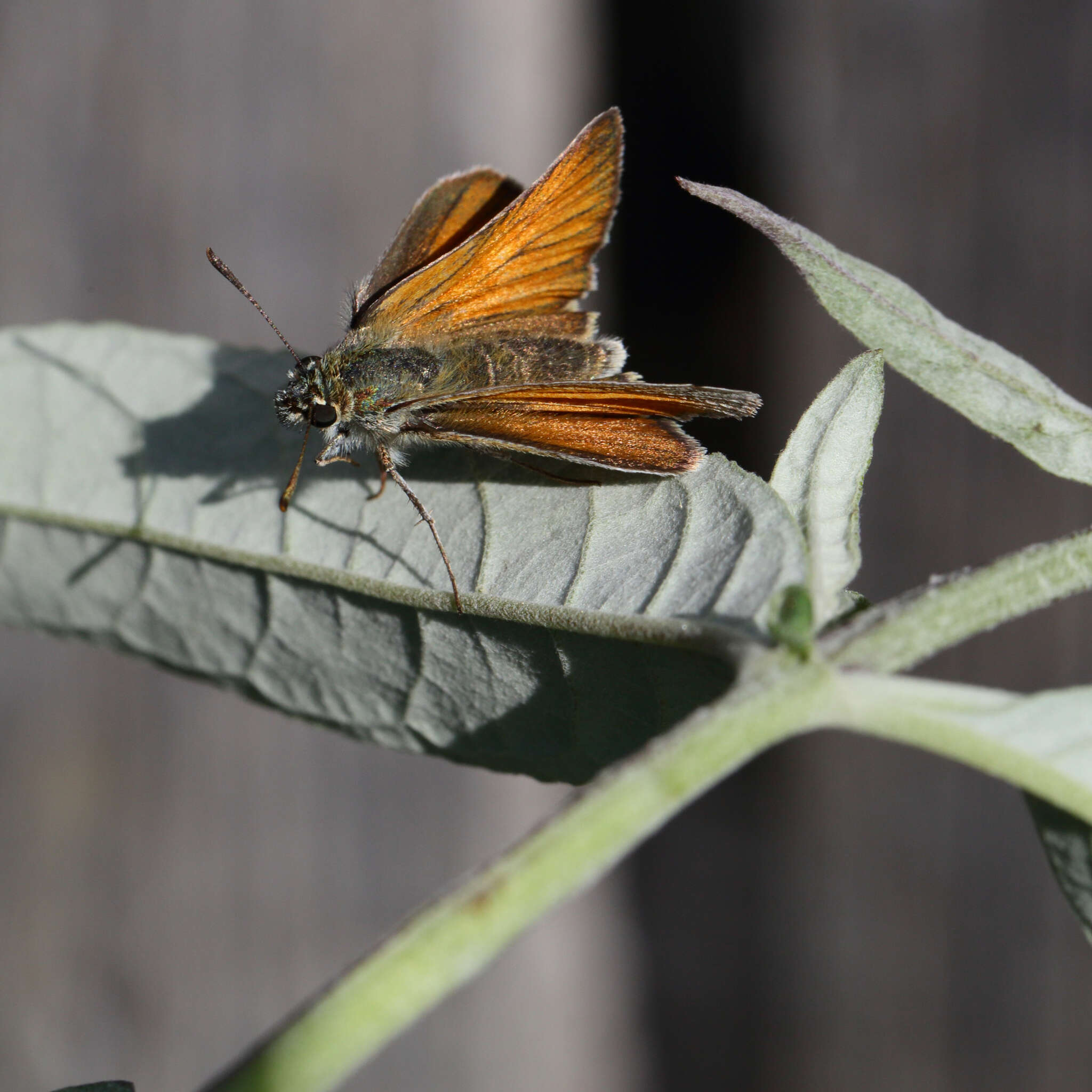 Image of small skipper