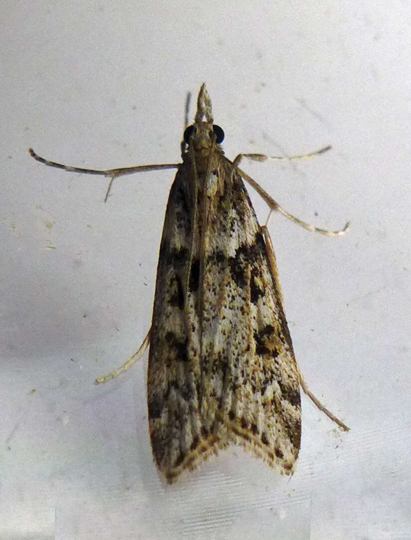 Image of Narrow-winged Grey