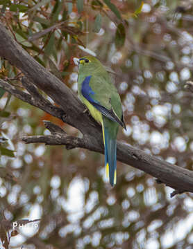 Image of Blue-winged Parrot