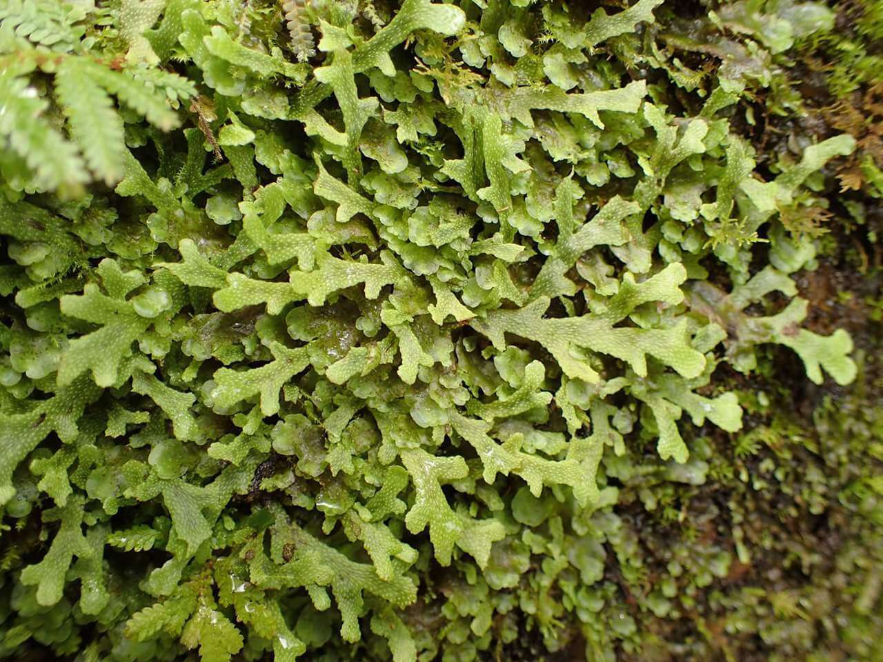 Image of Conocephalum japonicum (Thunb.) Grolle