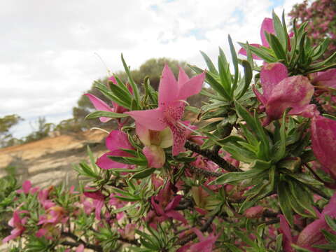 Image of Eremophila miniata C. A. Gardner