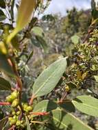 Image of Eucalyptus subcrenulata Maiden & Blakely