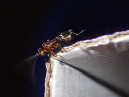 Image of Parasitoid wasp