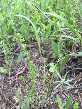 Image of southwestern bedstraw