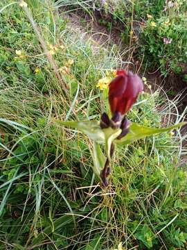 Image of Gentiana purpurea L.