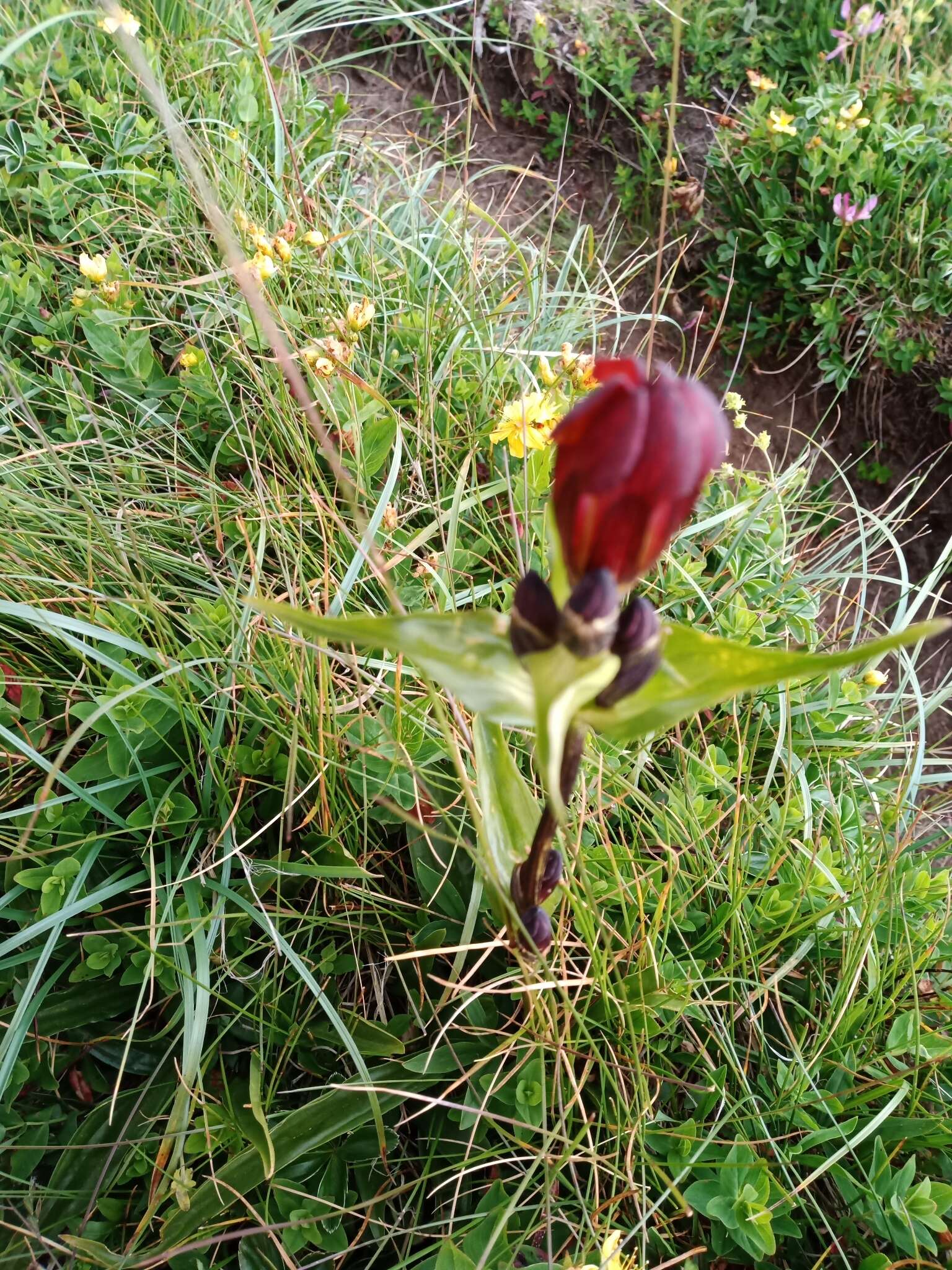 Image of Gentiana purpurea L.