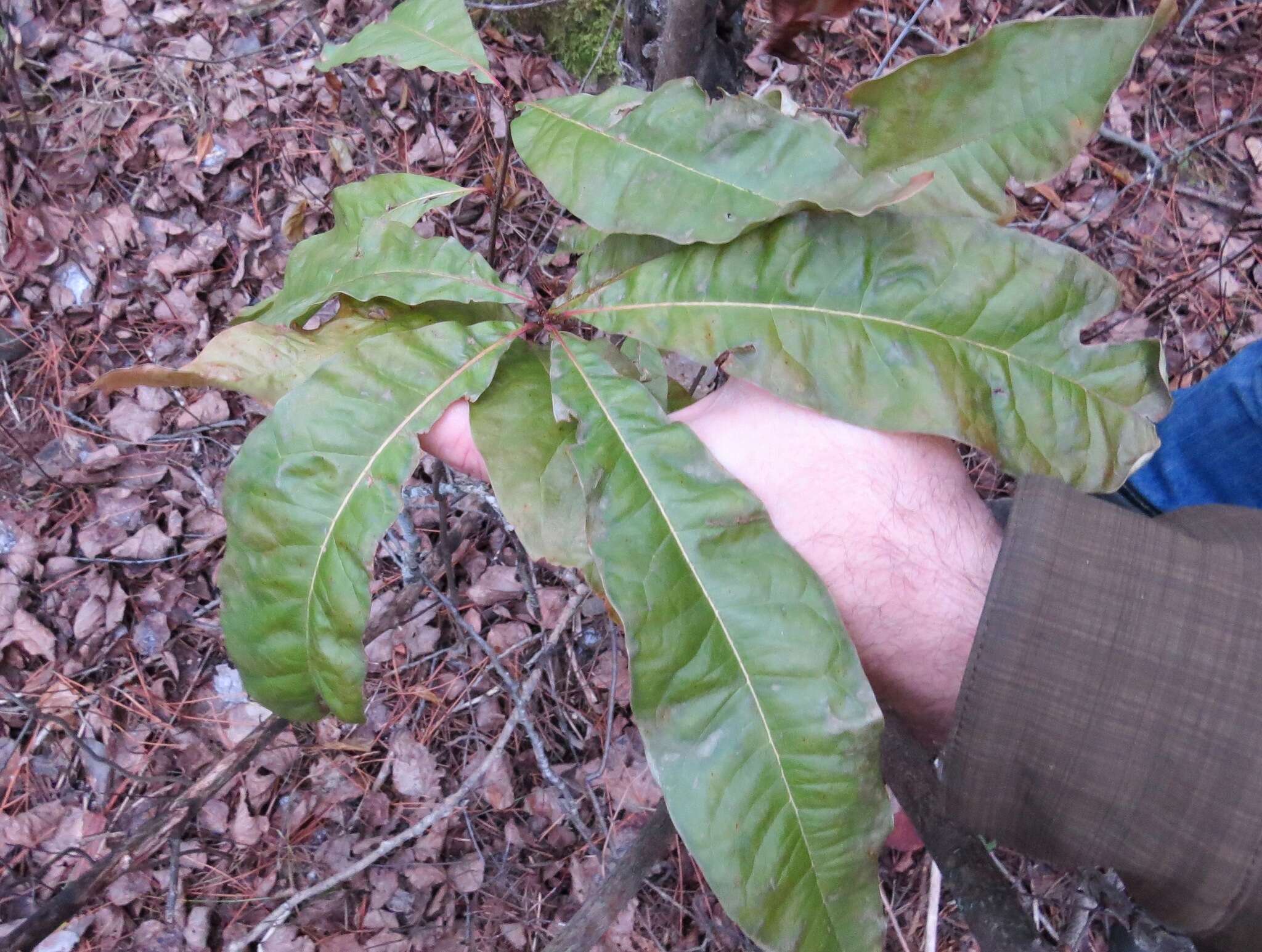 Image of Laurel Oak