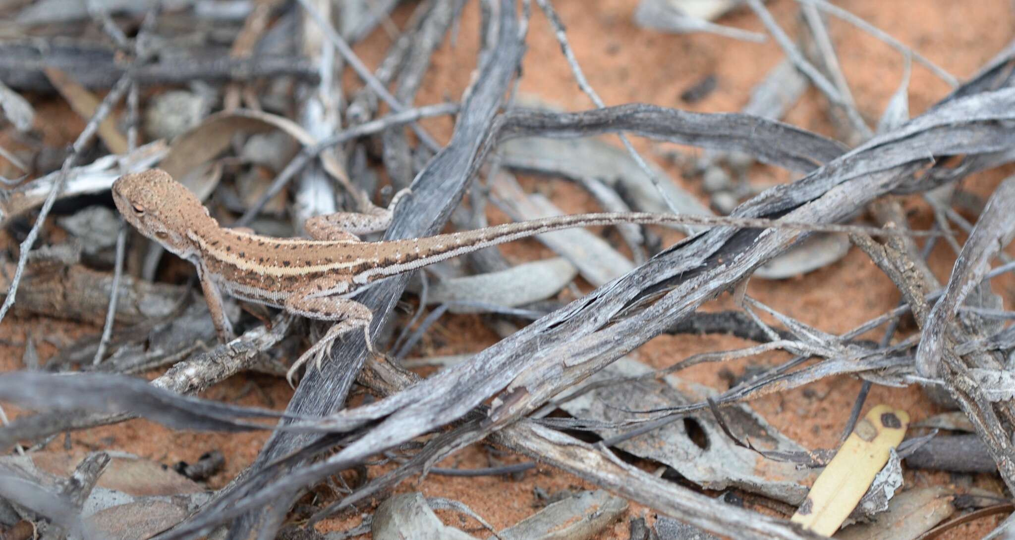 Ctenophorus fordi (Storr 1965) resmi