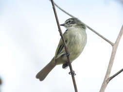 Image of Venezuelan Tyrannulet