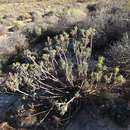 Image of Senecio laticipes P. Bruyns