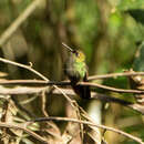 Image of Buff-thighed Puffleg