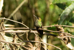 Image of Buff-thighed Puffleg