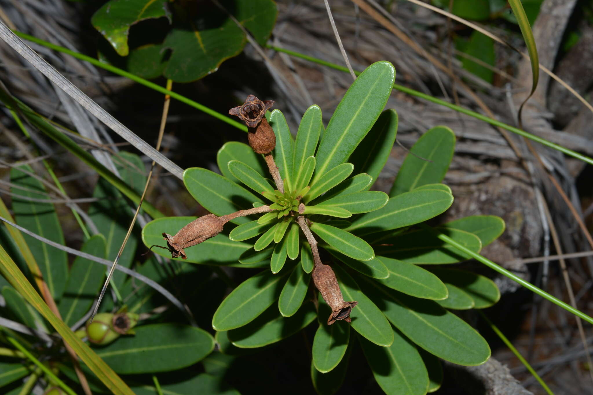 Imagem de Xanthostemon aurantiacus (Brongn. & Gris) Schlechter