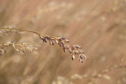 Image of Eriachne mucronata R. Br.