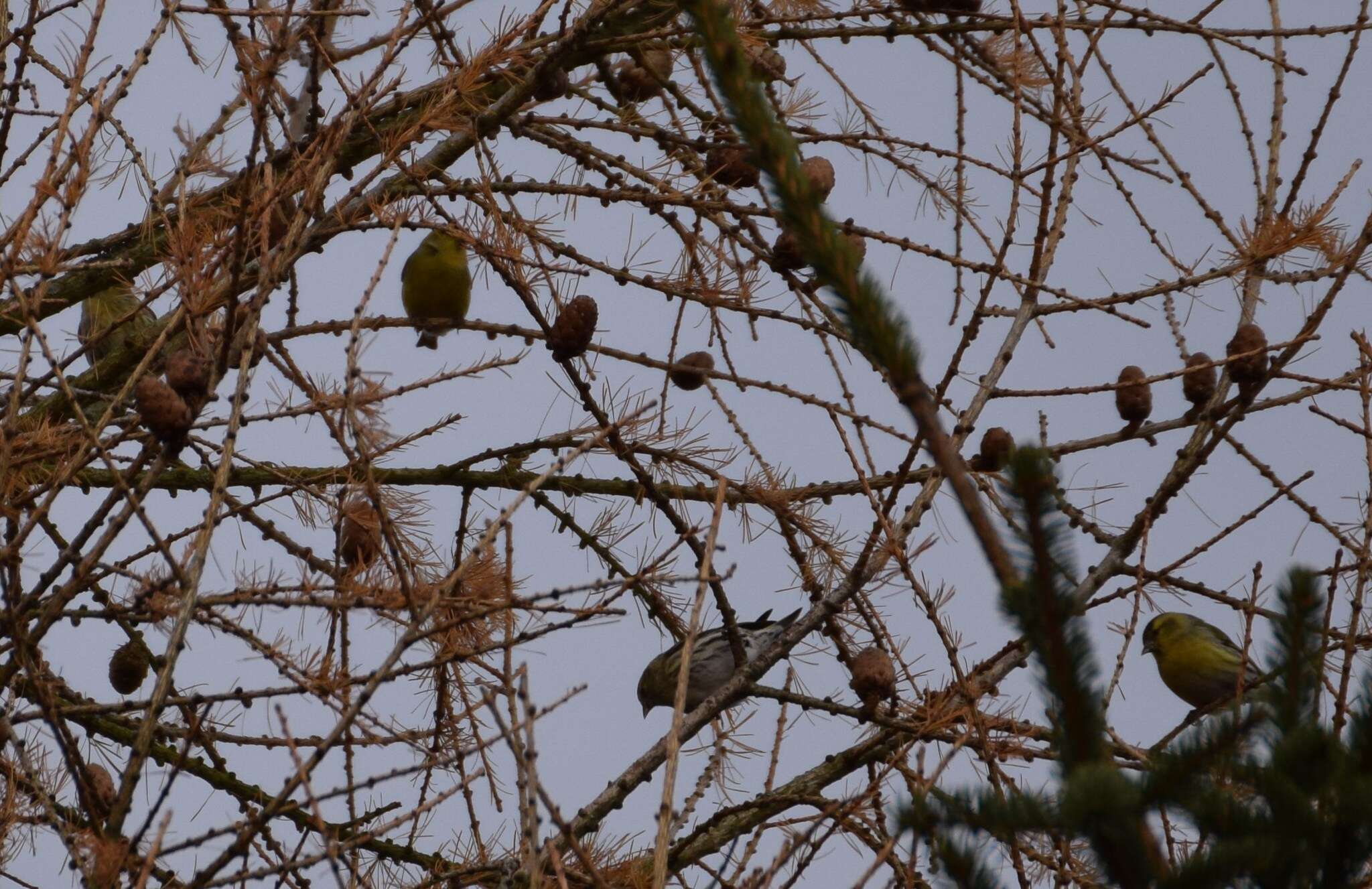 Image of Eurasian Siskin