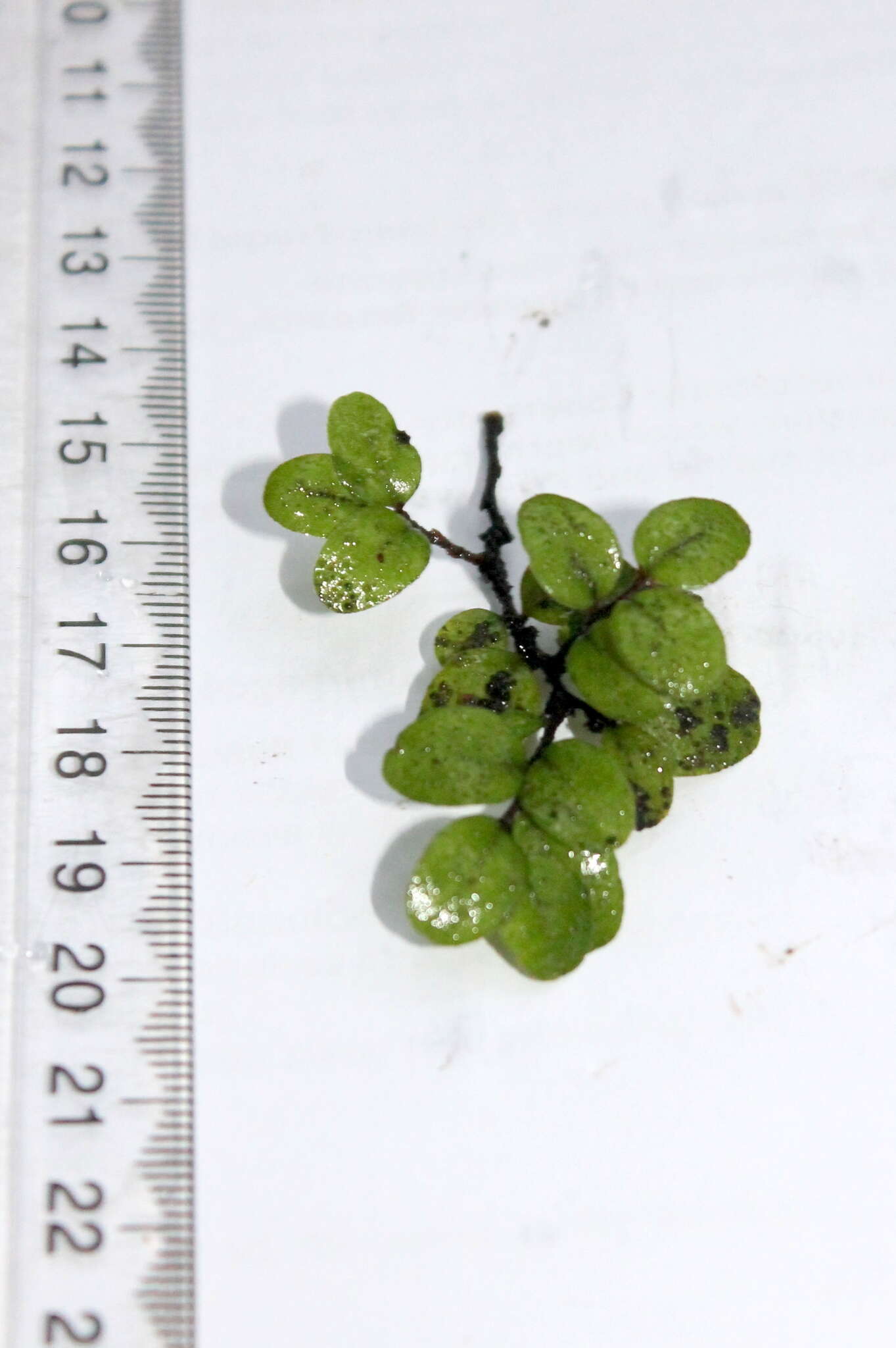 Image of Nothofagus solandri (Hook. fil.) Oerst.