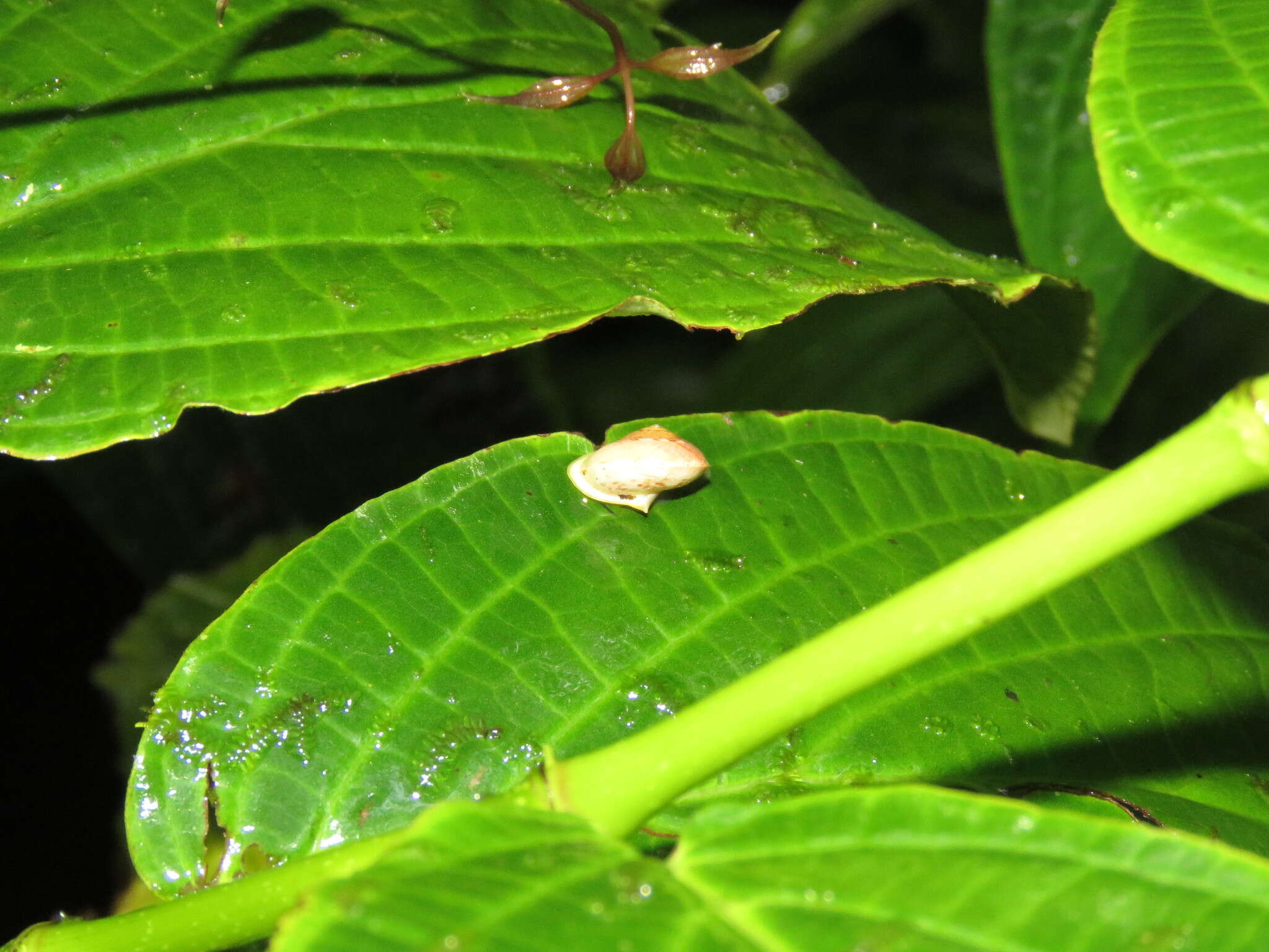 Sivun Helicina rhodostoma kuva