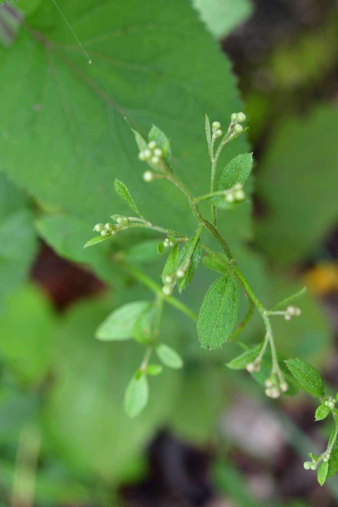 Archibaccharis serratifolia (Kunth) Blake resmi