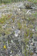 Plancia ëd Antennaria pulcherrima (Hook.) Greene