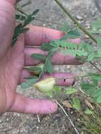 Image of Cooper's milkvetch