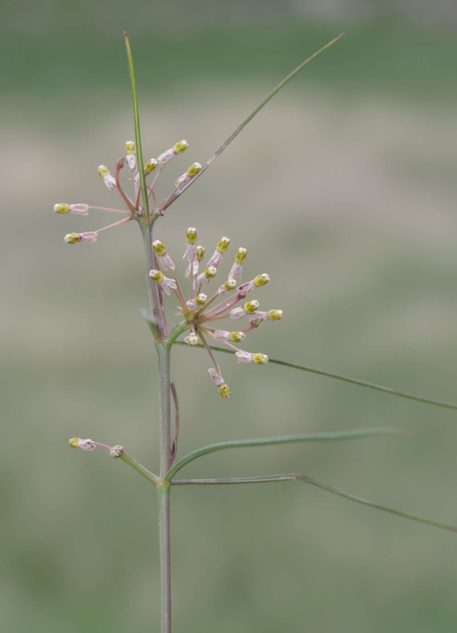 Image de Xysmalobium holubii Scott Elliott.