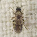 Image of Forcipomyia cinctipes (Coquillett 1905)