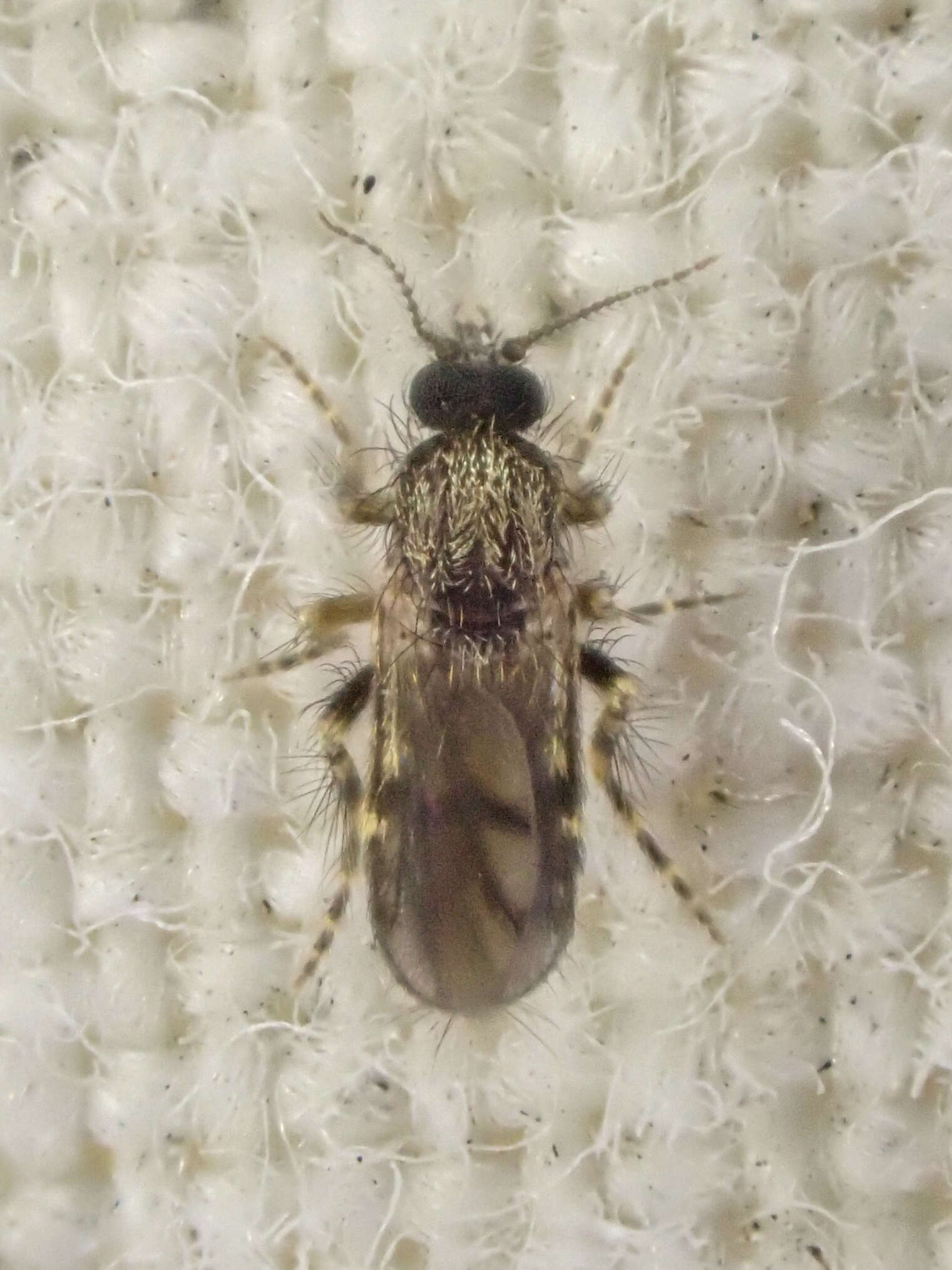 صورة Forcipomyia cinctipes (Coquillett 1905)