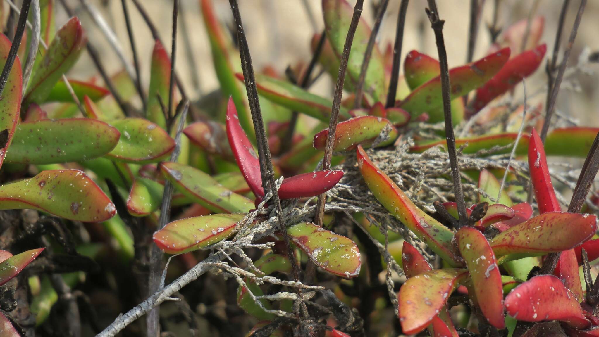 Crassula cultrata L. resmi