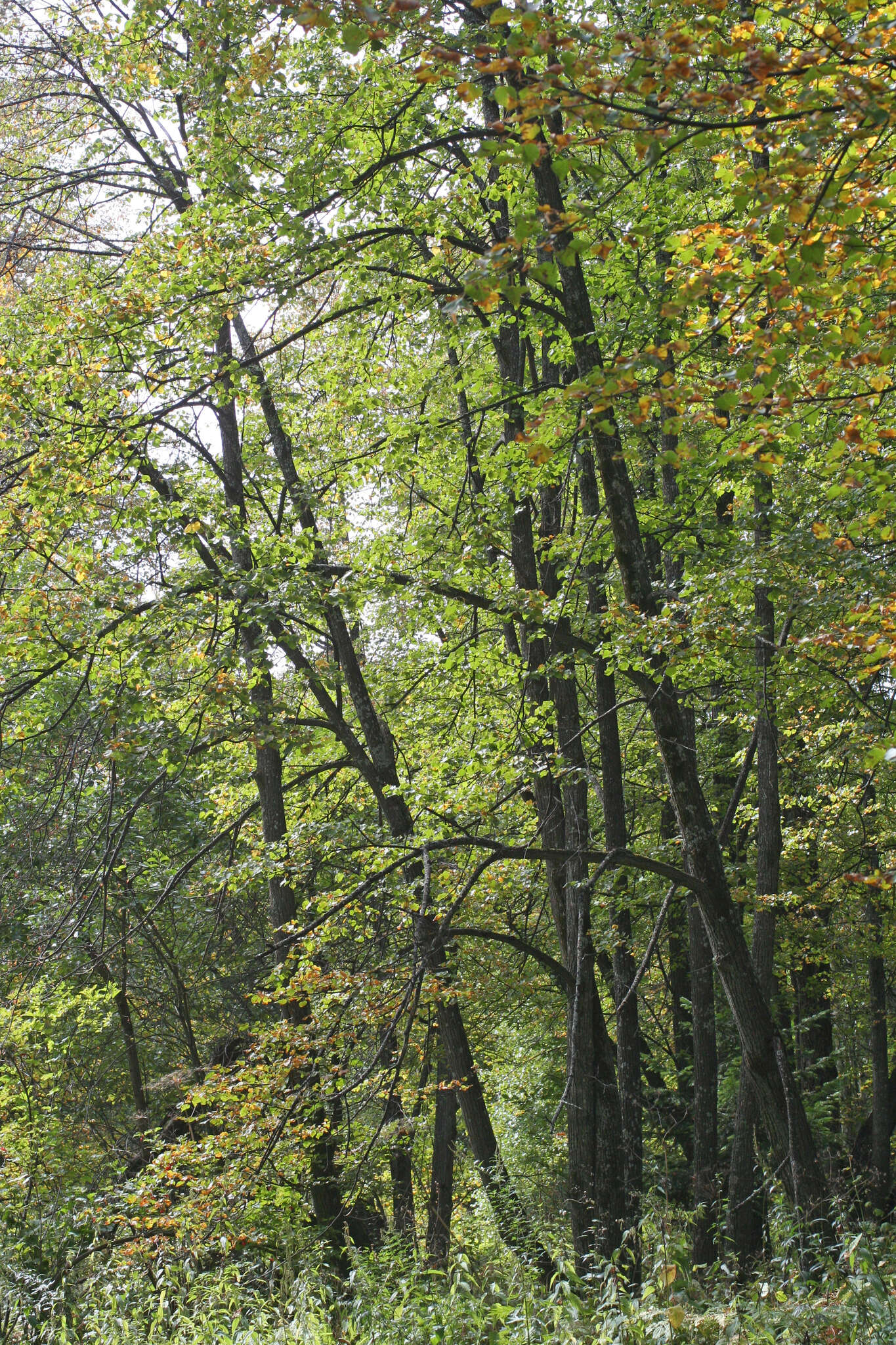 Image of Tilia amurensis var. sibirica (Fisch. ex Bayer) Y. C. Zhu