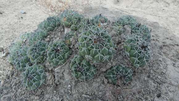 Image of Coryphantha maiz-tablasensis Fritz Schwartz ex Backeb.