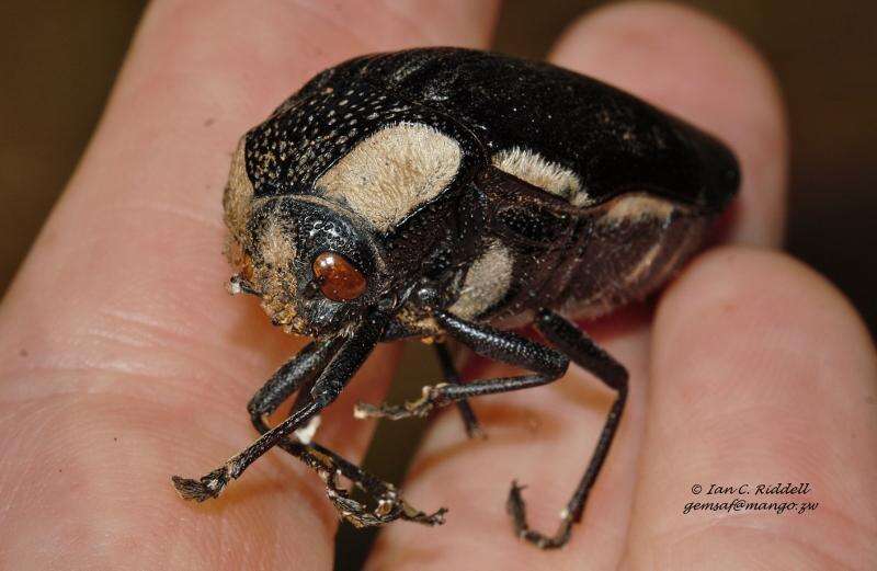 Image of Sternocera orissa luctifera Klug 1855