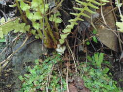 Image of Woodsia mollis (Kaulf.) J. Sm.