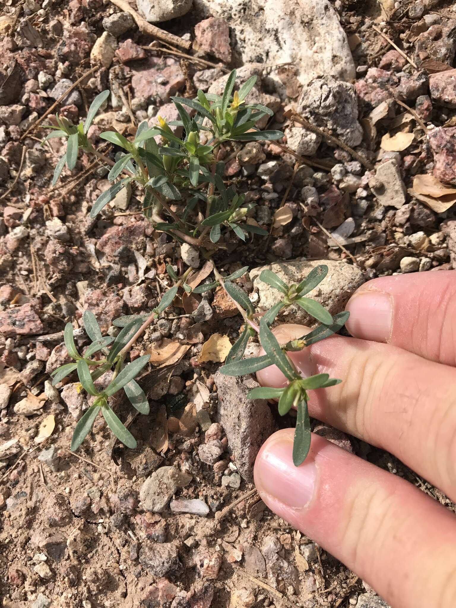 Image of Sonoran chinchweed