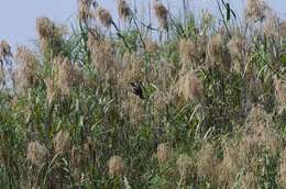 Image of Arrow-marked Babbler