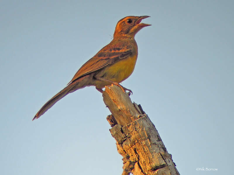 Слика од Emberiza cabanisi (Reichenow 1875)