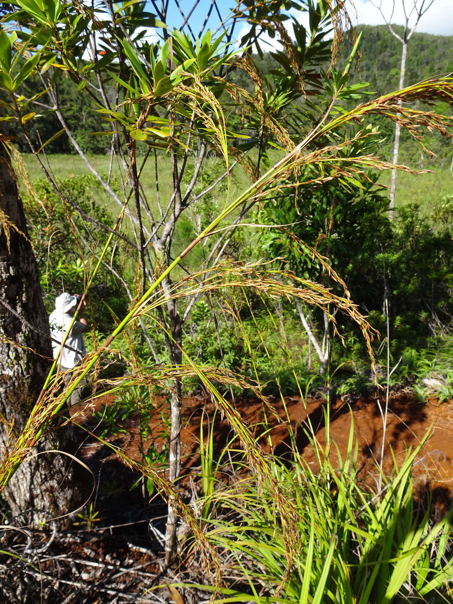 Image of Costularia comosa (C. B. Clarke) Kük.