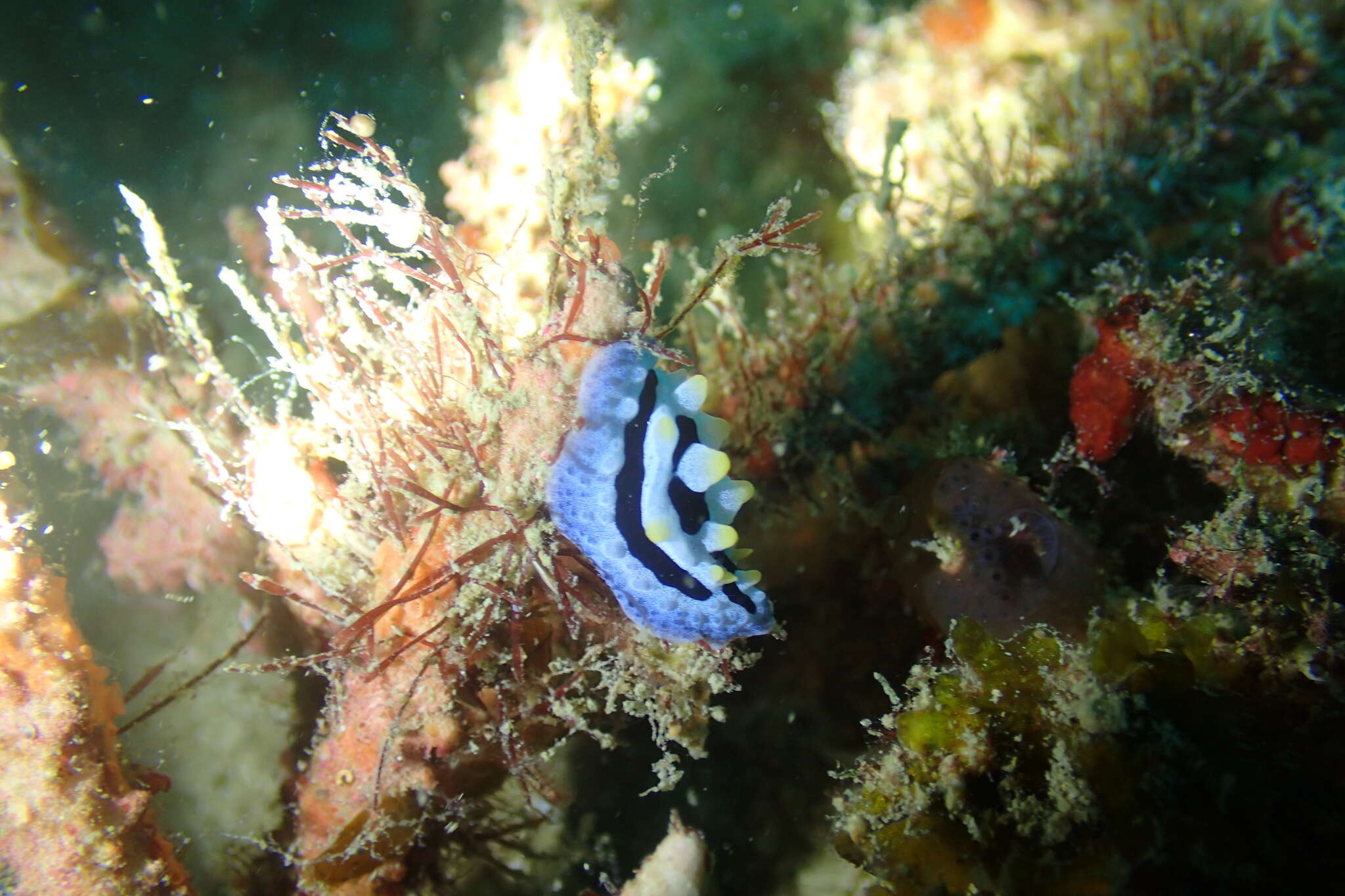 Image of Lumpy black blue orange slug