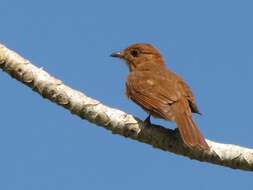 Image of Rufous Piha