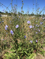 Image of chicory