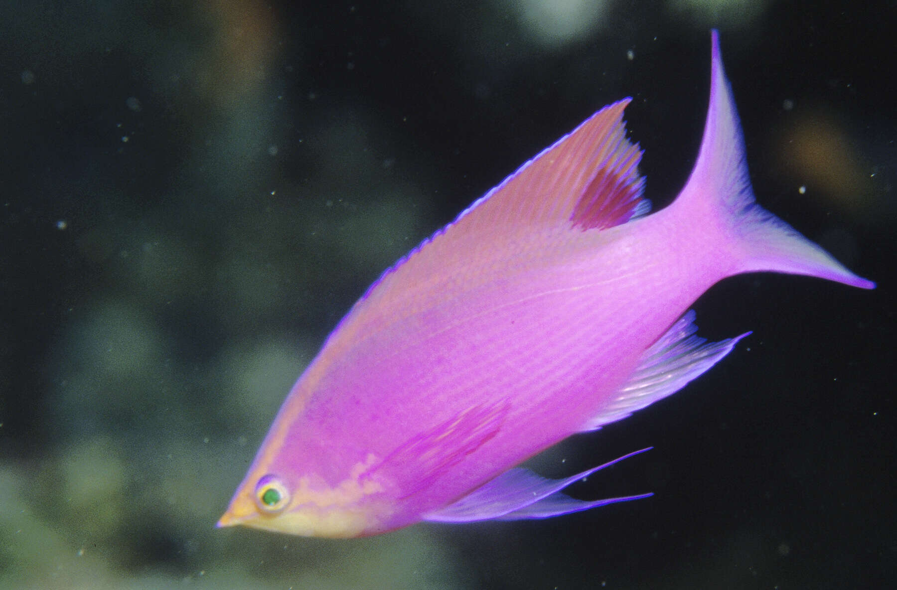 Image of Purple anthias