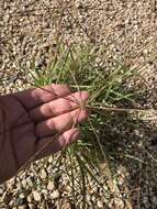 Image of umbrella grass